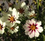 coreopsis-star-cluster3