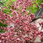 fagus sylvatica tricolor3