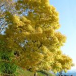 fraxinus-excelsior-jaspidea1