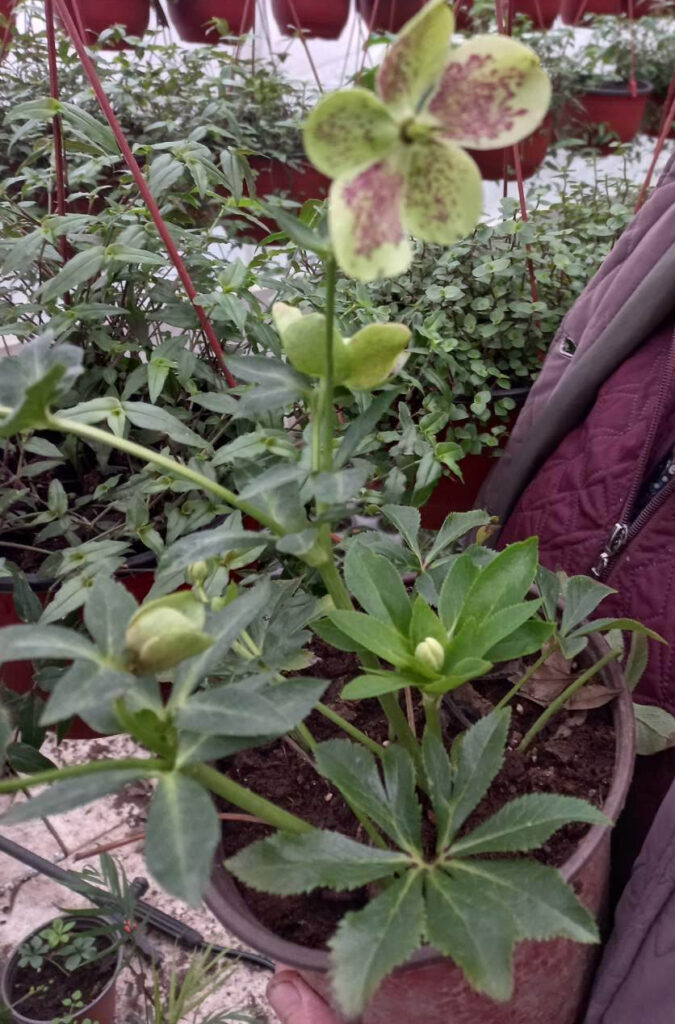 helleborus-odorus2