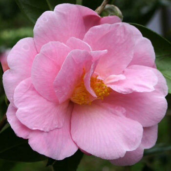kamelija-roze-camellia-1
