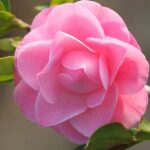 kamelija-roze-camellia-2