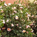 kamelija-roze-camellia-3