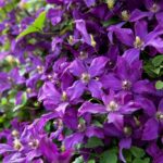 klematis-polish-spirit-2