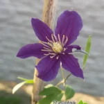 klematis-so-many-blue-flowers-ljub-1