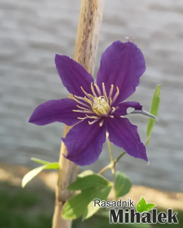 klematis-so-many-blue-flowers-ljub-1