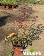 leucothoe-rainbow-sadnica