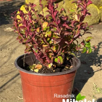 leucothoe-curly-red-sadnica