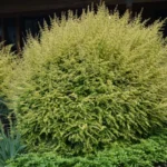 lonicera-nitida-baggesens-gold-4