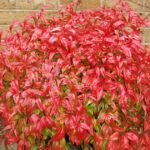 nandina-domestica-nana-2