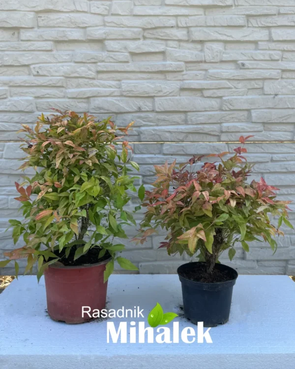 nandina-domestica-nana-varijacije-1