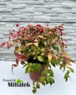 nandina-firepower-sadnica