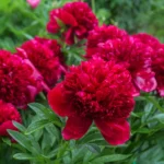 paeonia-red-magic-2