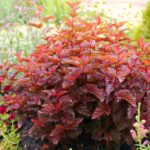 physocarpus-little-angel-1