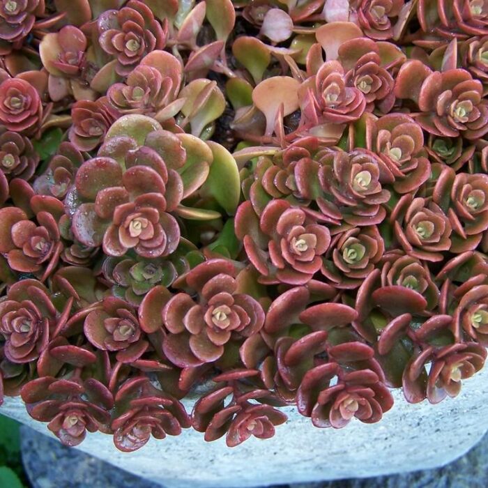 sedum-tetractunum-coral-reef1