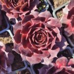 sempervivum-rubikon2