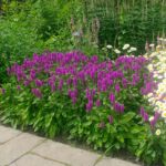 stachys-officinalis-4