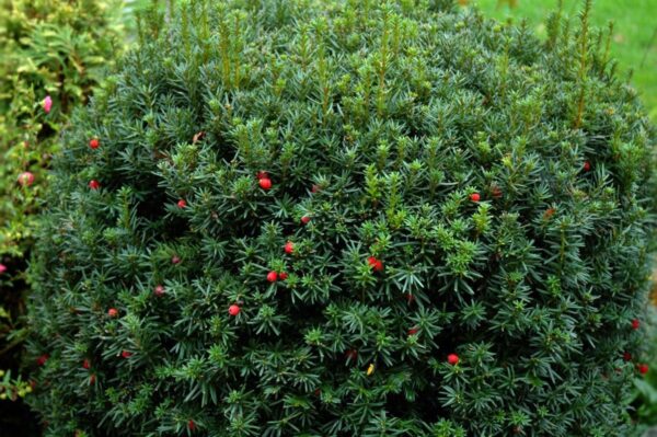 taxus baccata 1