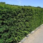 taxus-baccata-ograda3