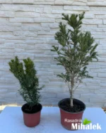 taxus-baccata-varijacije-3