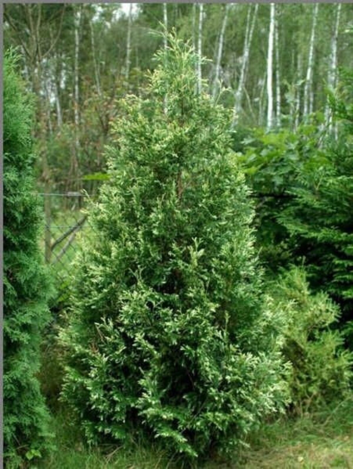 wann wächst thuja Lebensbaum Thuja occidentalis Smaragd 100-120 cm Höhe Ballenware main image 1
