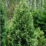 thuja-silver-smaragd-1