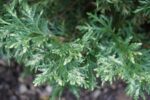 thuja-silver-smaragd-2