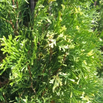 thuja-smaragd-variegata-2