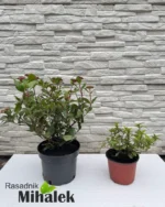 viburnum-gwenllian-sadnice-22