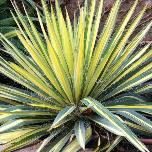 yucca-filamentosa-color-guard-3