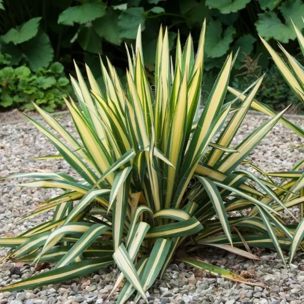 yucca-filamentosa-golden-sword-1
