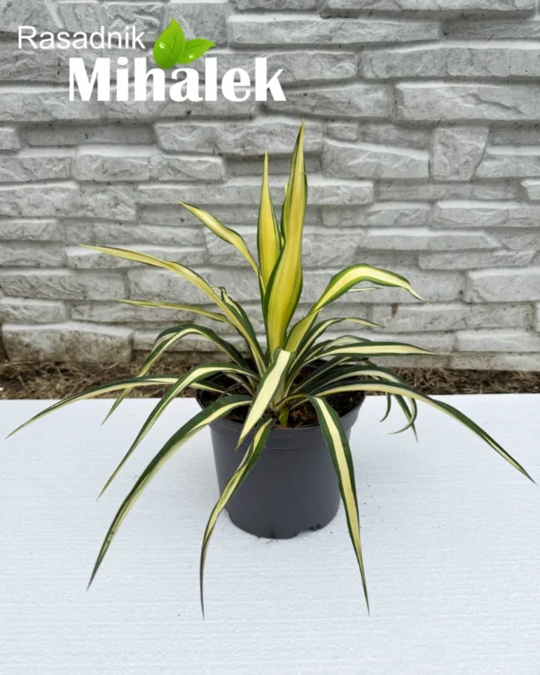 yucca-golden-sword-sadnice