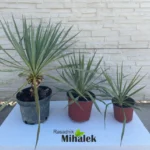 yucca-sadnice-2