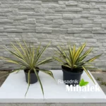 yucca-sarena-varijacije-2