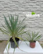 yucca-varijacije-2