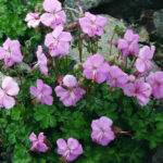 Geranium-dalmaticum-1