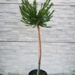 cryptomeria-little-champion-stap-nasa-2