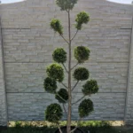 cupressocyparis-leylandii-pon-pon-1