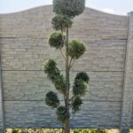 cupressus-arizonica-pon-pon-1