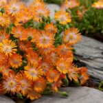 deloperma-jewel-of-desert-topaz-3