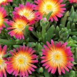 delosperma cooperi yewel desert ruby