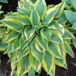 hosta-bobcat-1