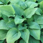 hosta-marmalade-on-toast-2
