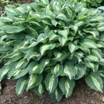 hosta-snake-eyes-1