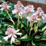 hosta-sting1