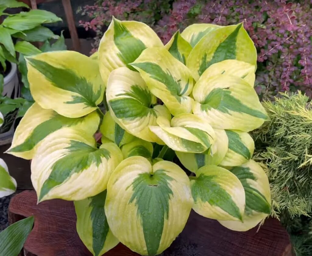 hosta-summer-lovin-3