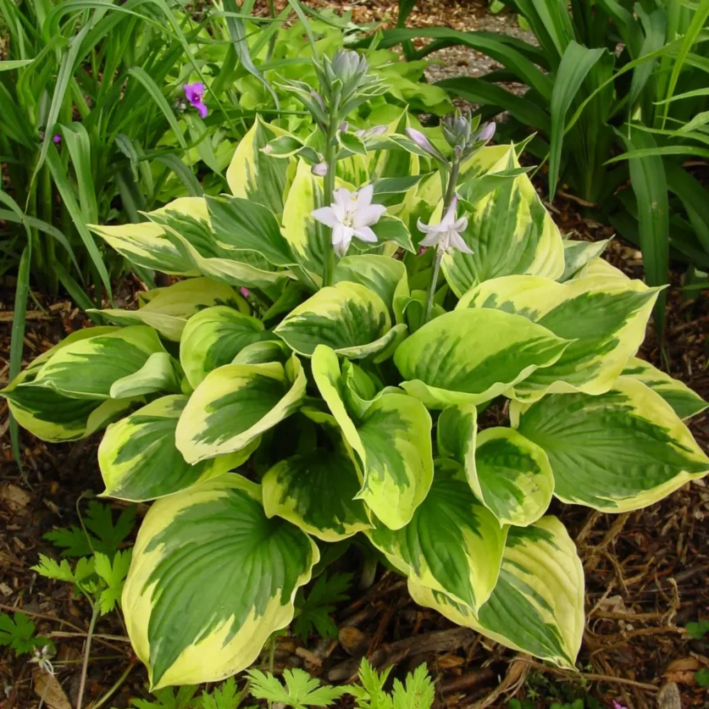 hosta-twilight-1