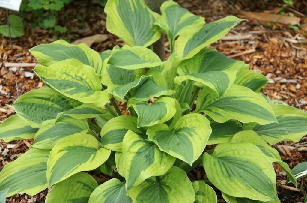 hosta-velvet-moon-2