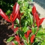 photinia-dynamo-red-1