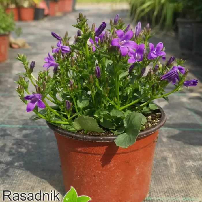 campanula-clockwise-deep-blue-2